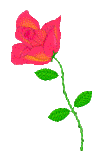 Rose graphic